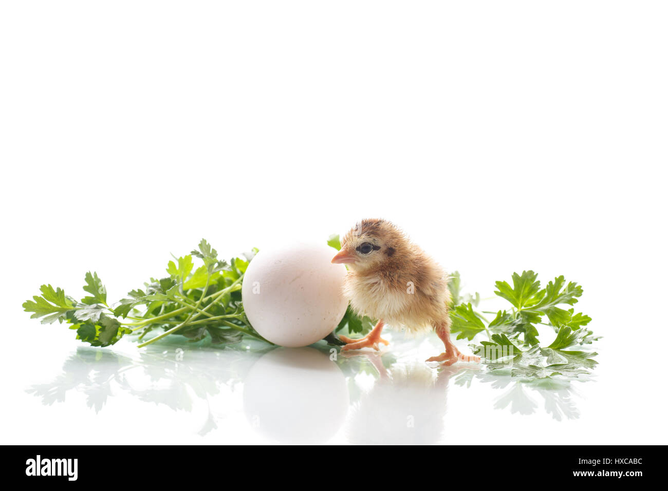 Small live chicken with egg and greens Stock Photo - Alamy