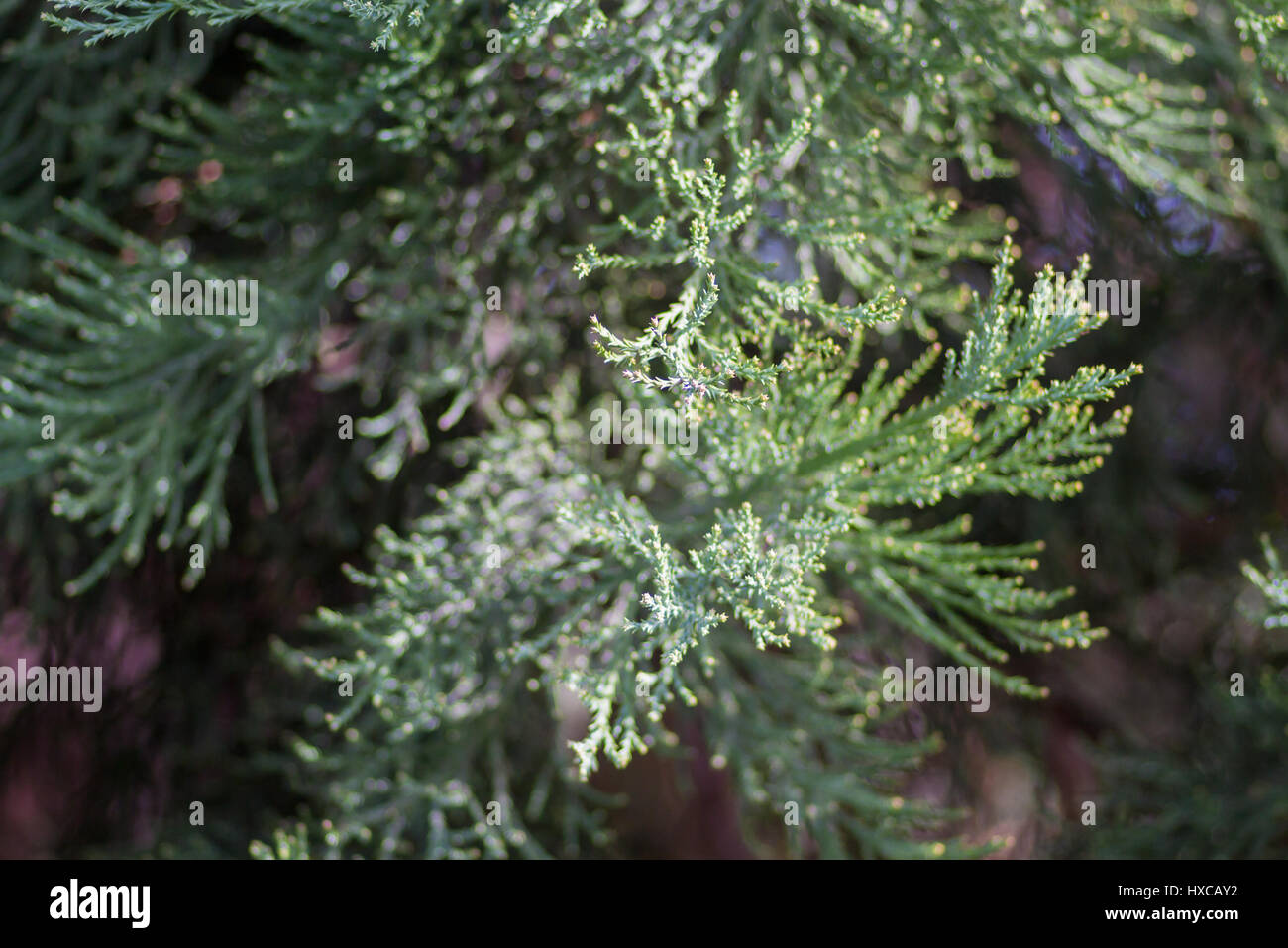 FERNS EVERGREEN TREE CLOSE UP, UK Stock Photo Alamy