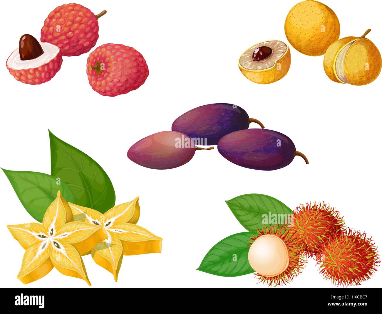 Vector set of exotic fruits and berries. Longan, dacryodes, rambutan, carambola, lychee. It achieved in a realistic style. To create patterns, labels, Stock Vector