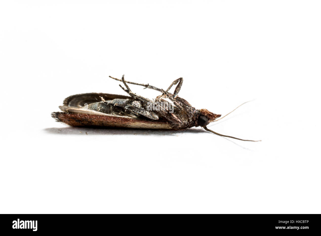 Brown dead cloth moth isolated on white background macro photography Stock Photo