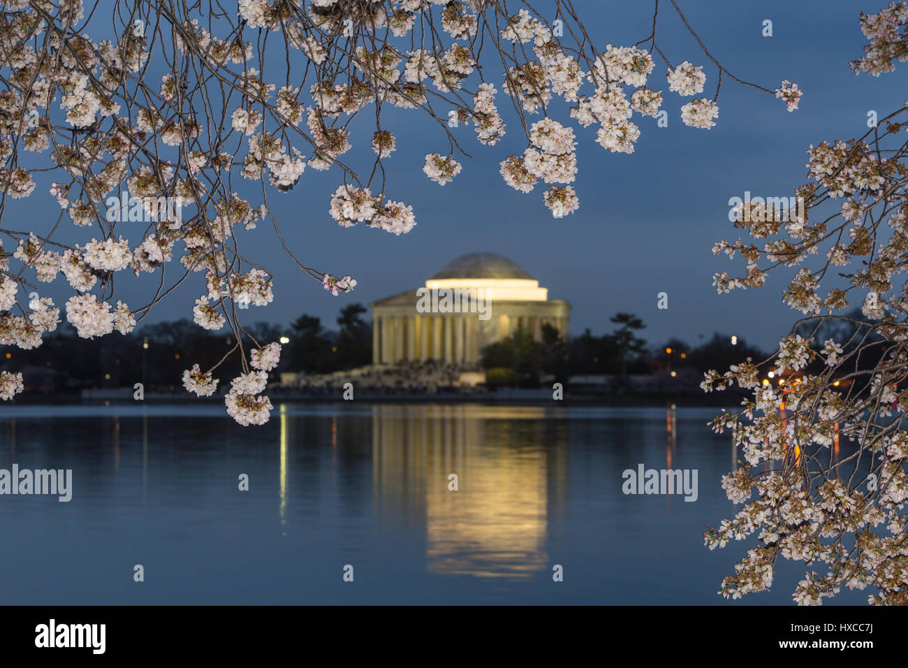 Yoshino cherry tree blossoms frame the Jefferson Memorial on the Tidal Basin at twilight in Washington, DC. Stock Photo