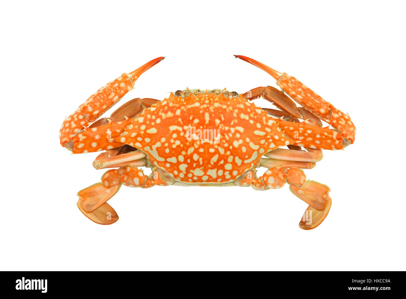 crab isolated on a white background clipping paths Stock Photo
