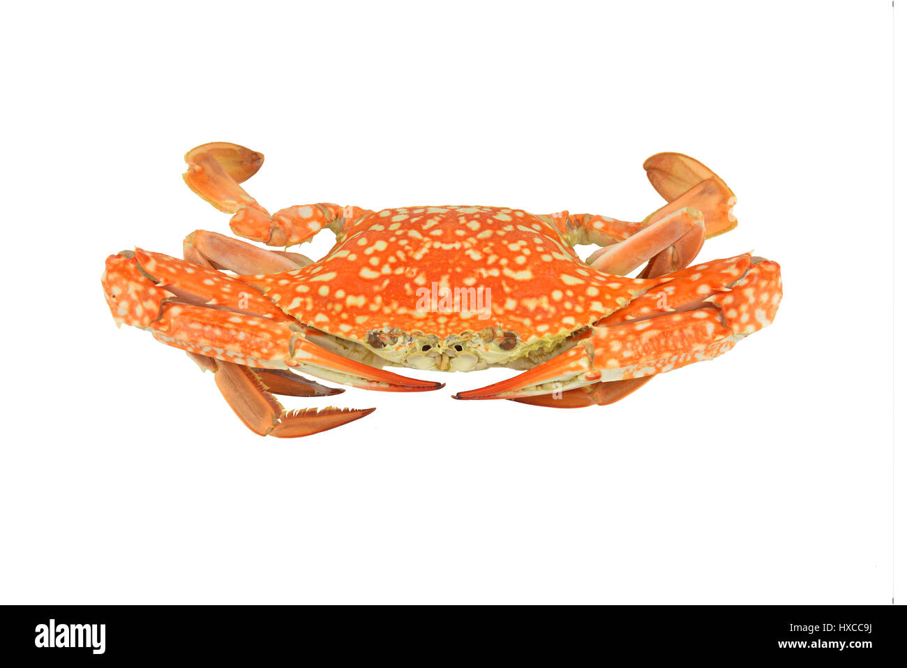 crab isolated on white clipping paths Stock Photo