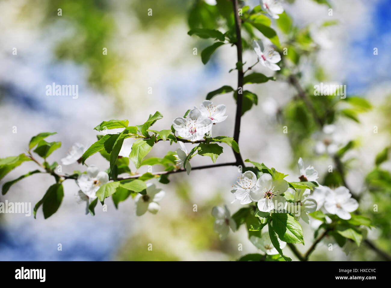 Orchard cherry blossom tree hi-res stock photography and images - Alamy