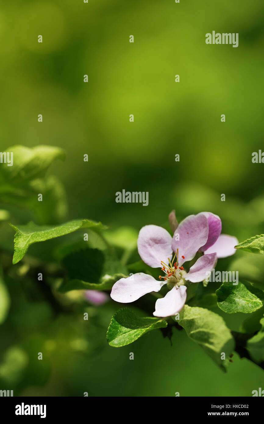 Orchard apple blossom tree in spring outdoors Stock Photo Alamy