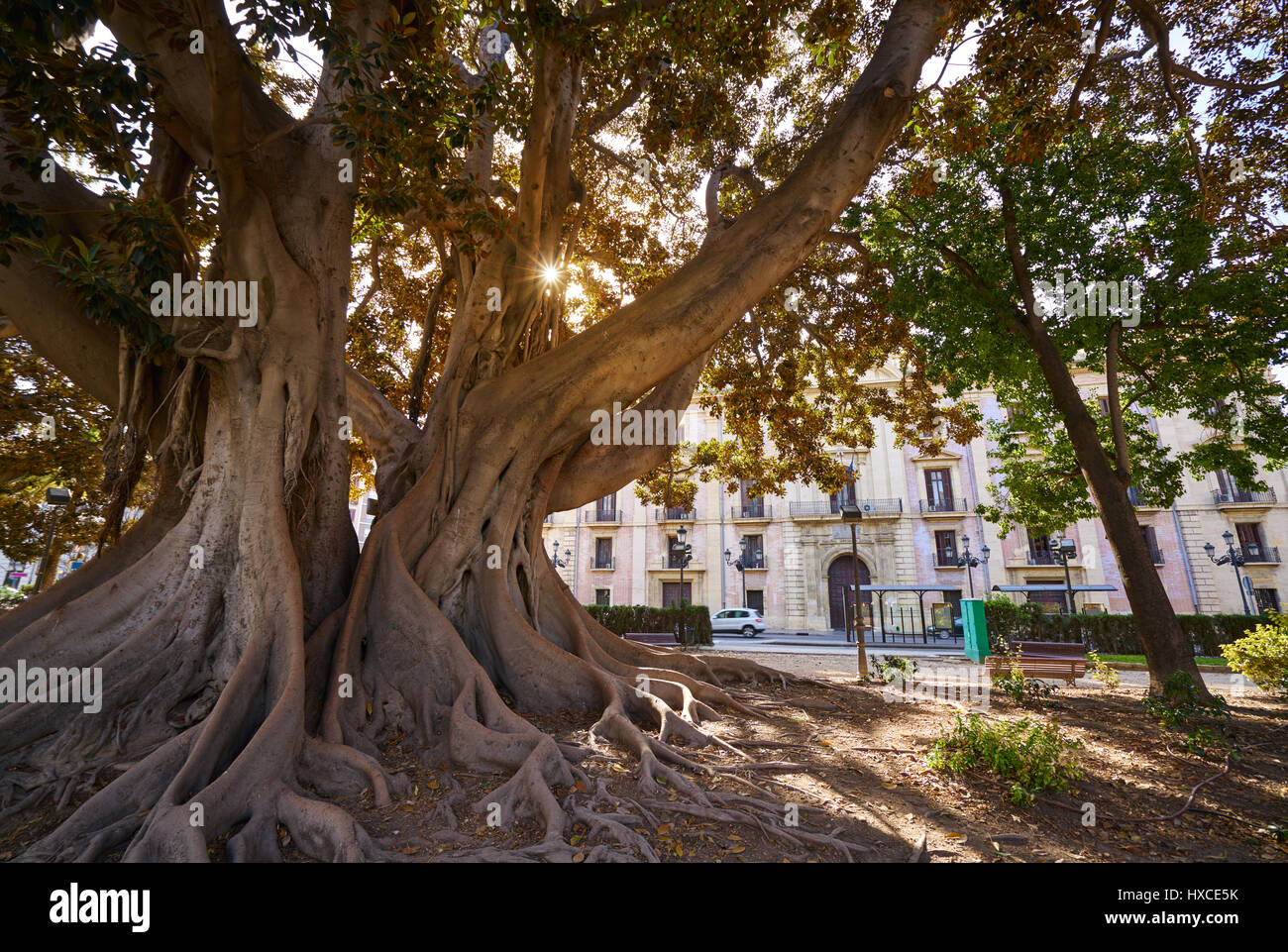 Valencia La Glorieta park big ficus tree in Spain Stock Photo Alamy