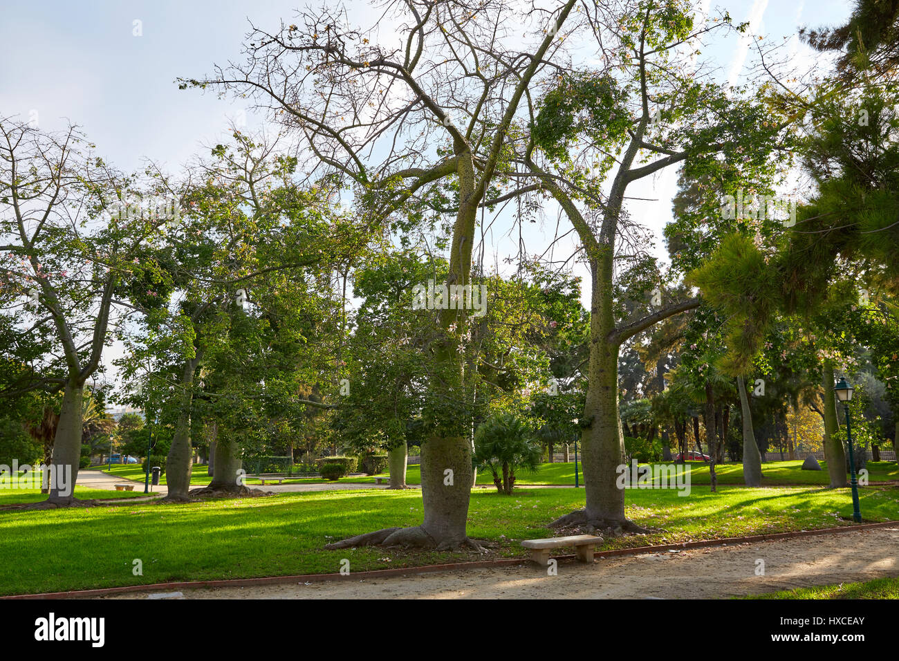 Ceiba trees in Turia river park of Valencia at Spain Stock Photo
