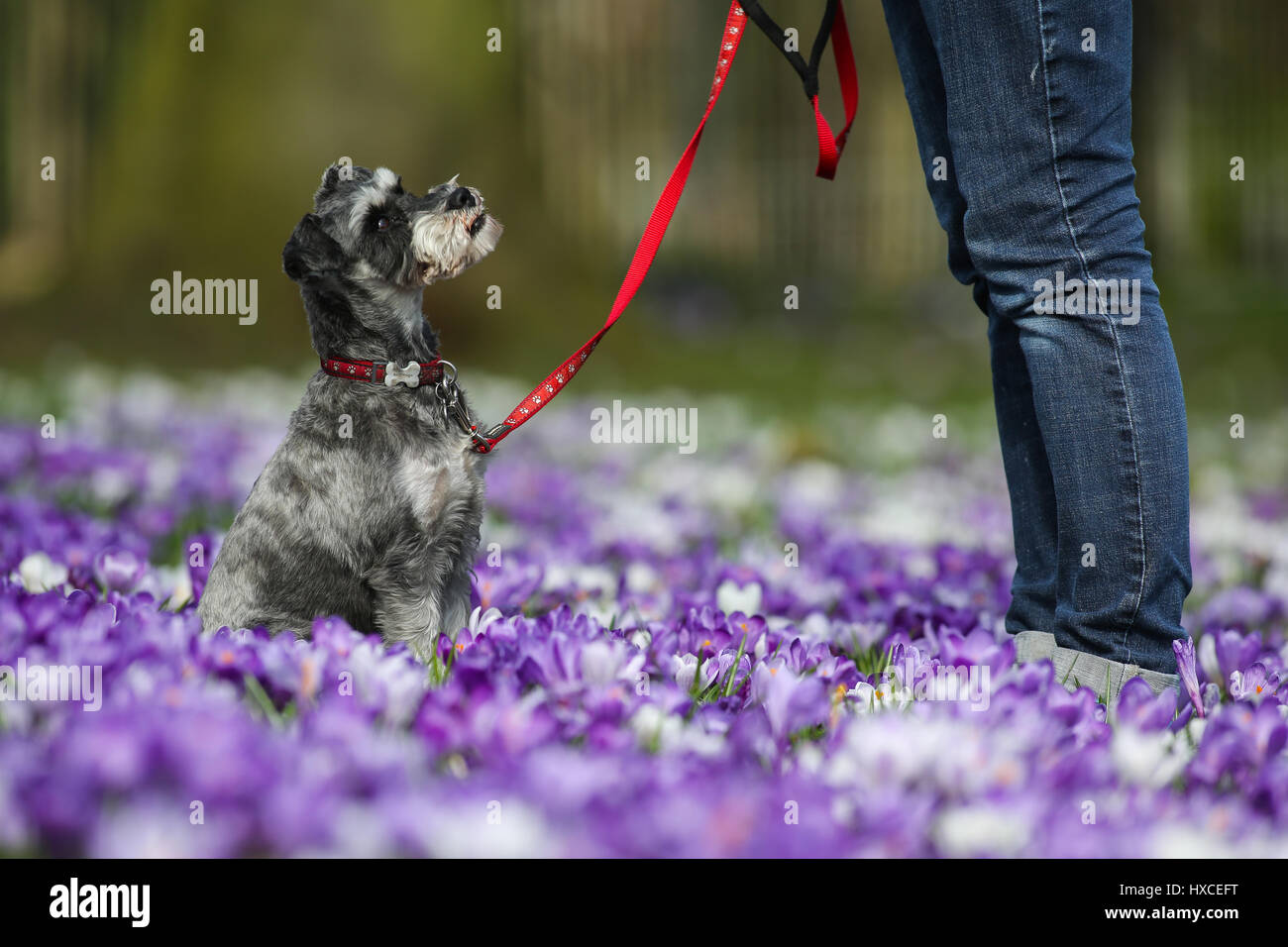 A woman walks her Schnauzer dog through a patch of colourful crocuses on a warm and sunny spring day at Roundhay Park in Leeds, West Yorkshire. Stock Photo