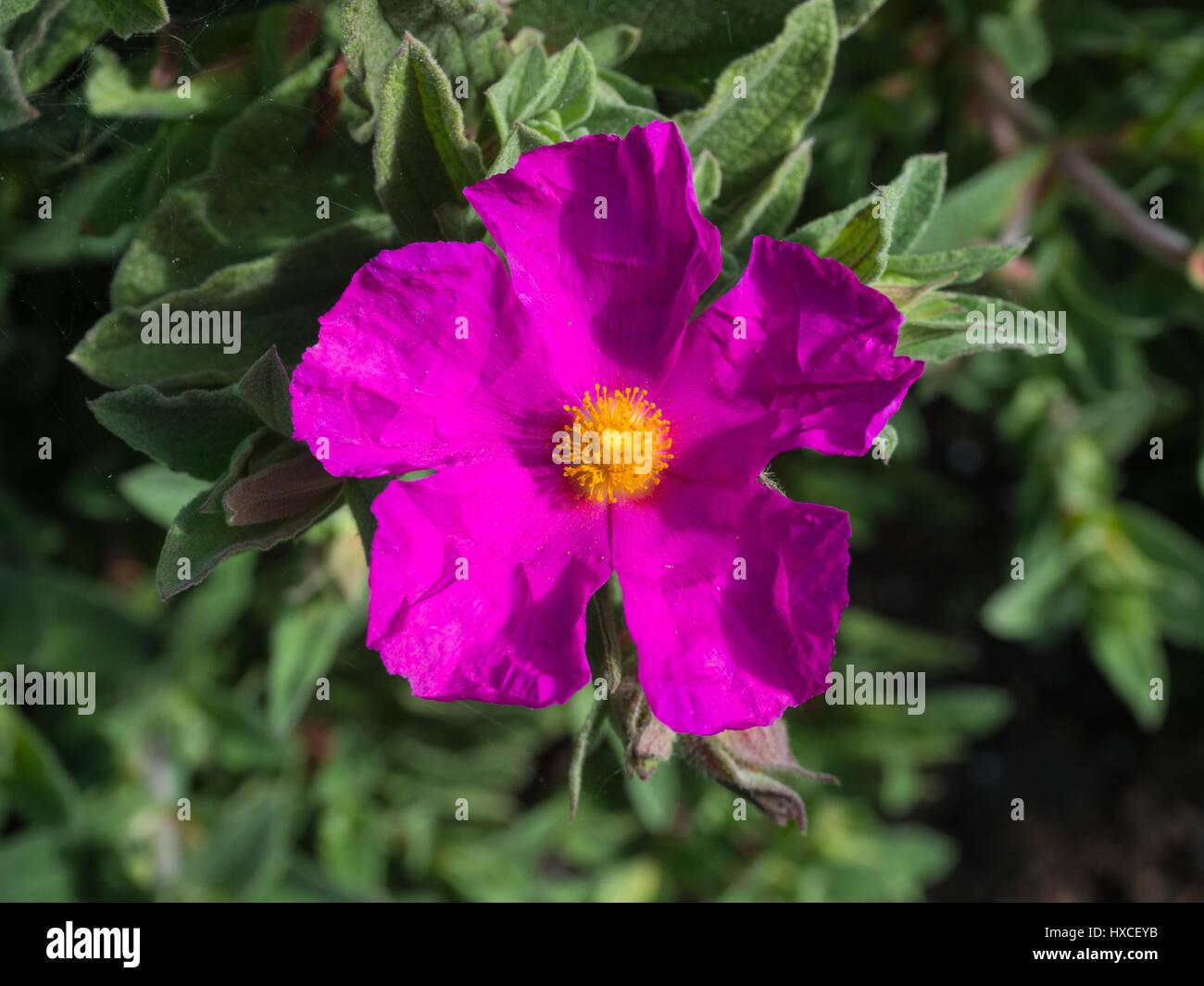 Single flower of Cistus x pulverulentus Sunset Stock Photo