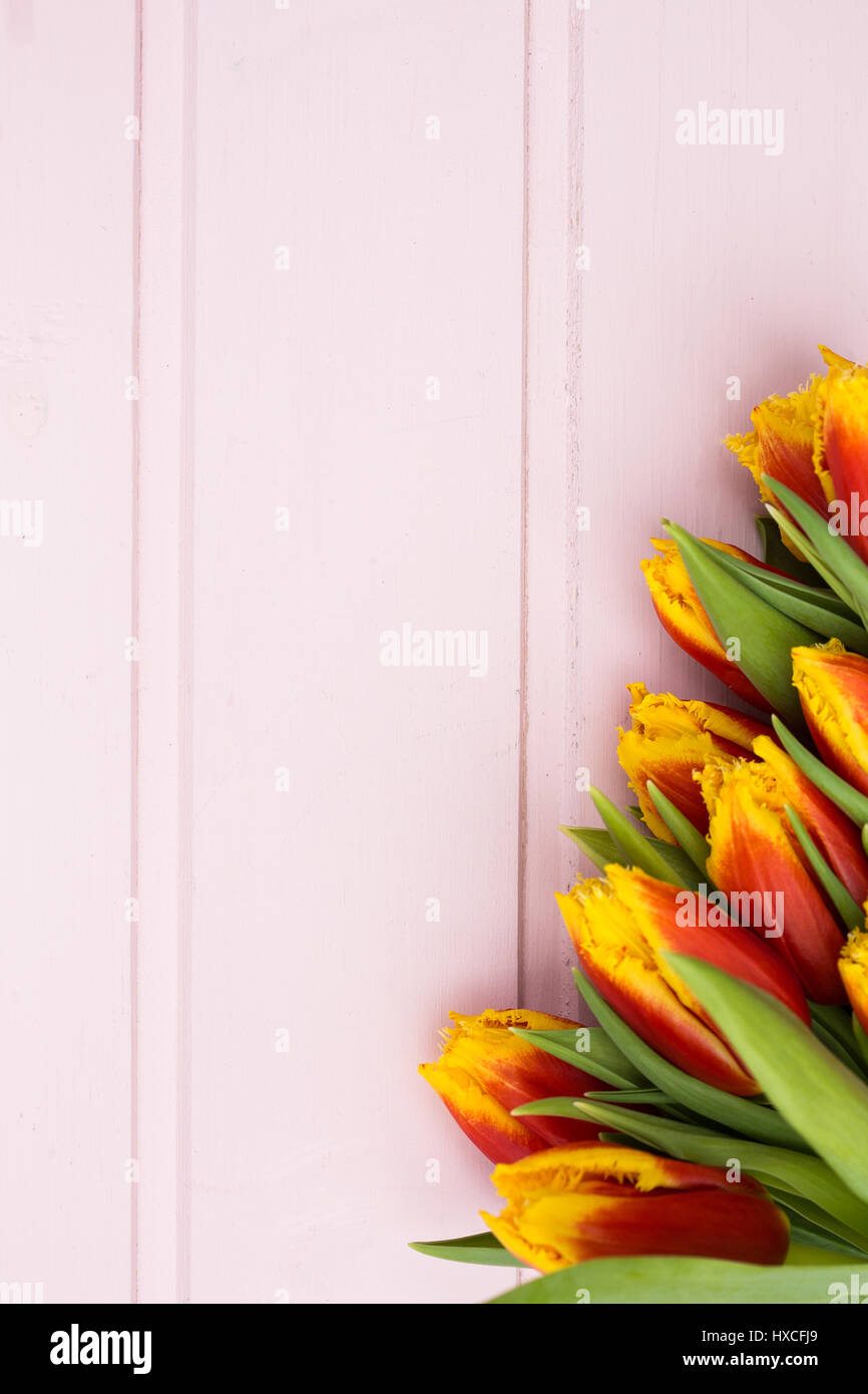 Red and yellow tulips lying in a row on pastel background with place ...