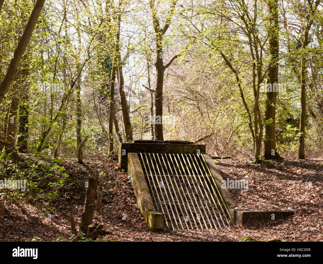 A water grate in the middle of the woodland forest Stock Photo Alamy