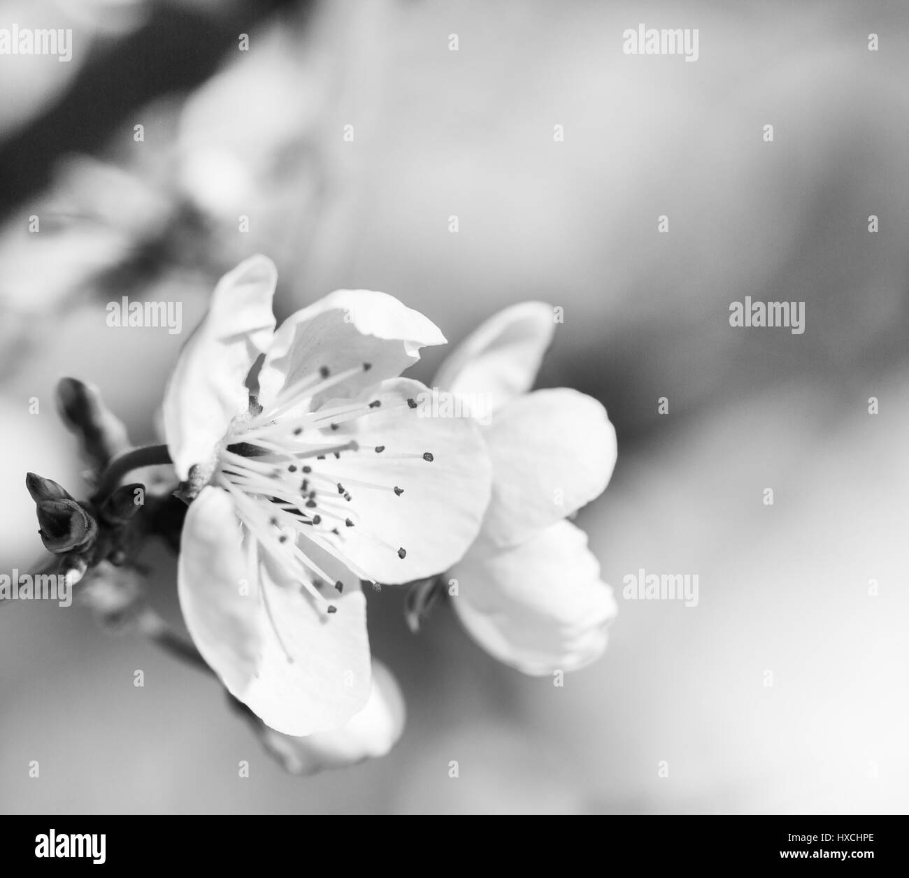 Apricot flower in early spring, square shape, black and white colors Stock Photo