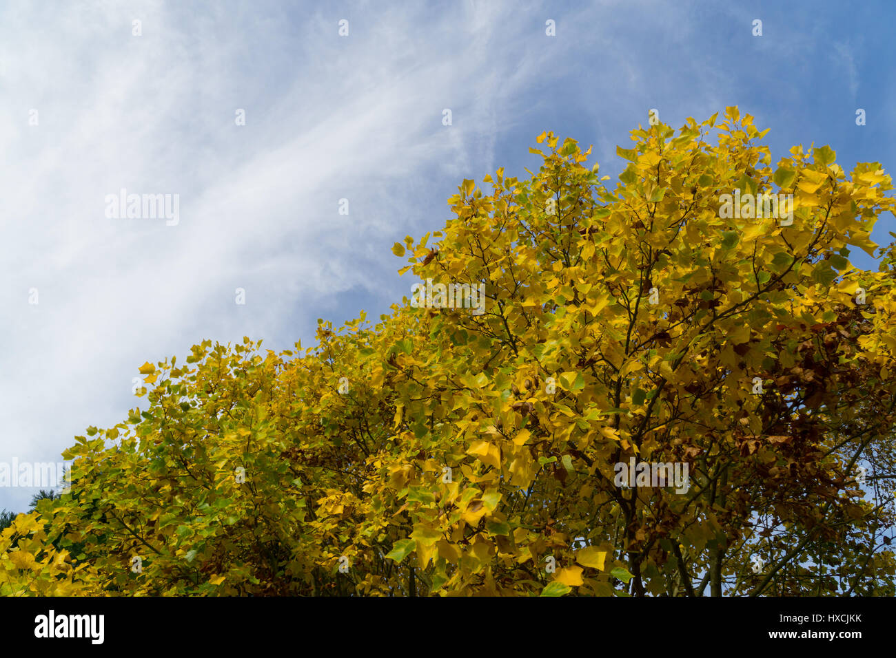 Tree branches with yellow leaves against a blue sky with white clouds ...