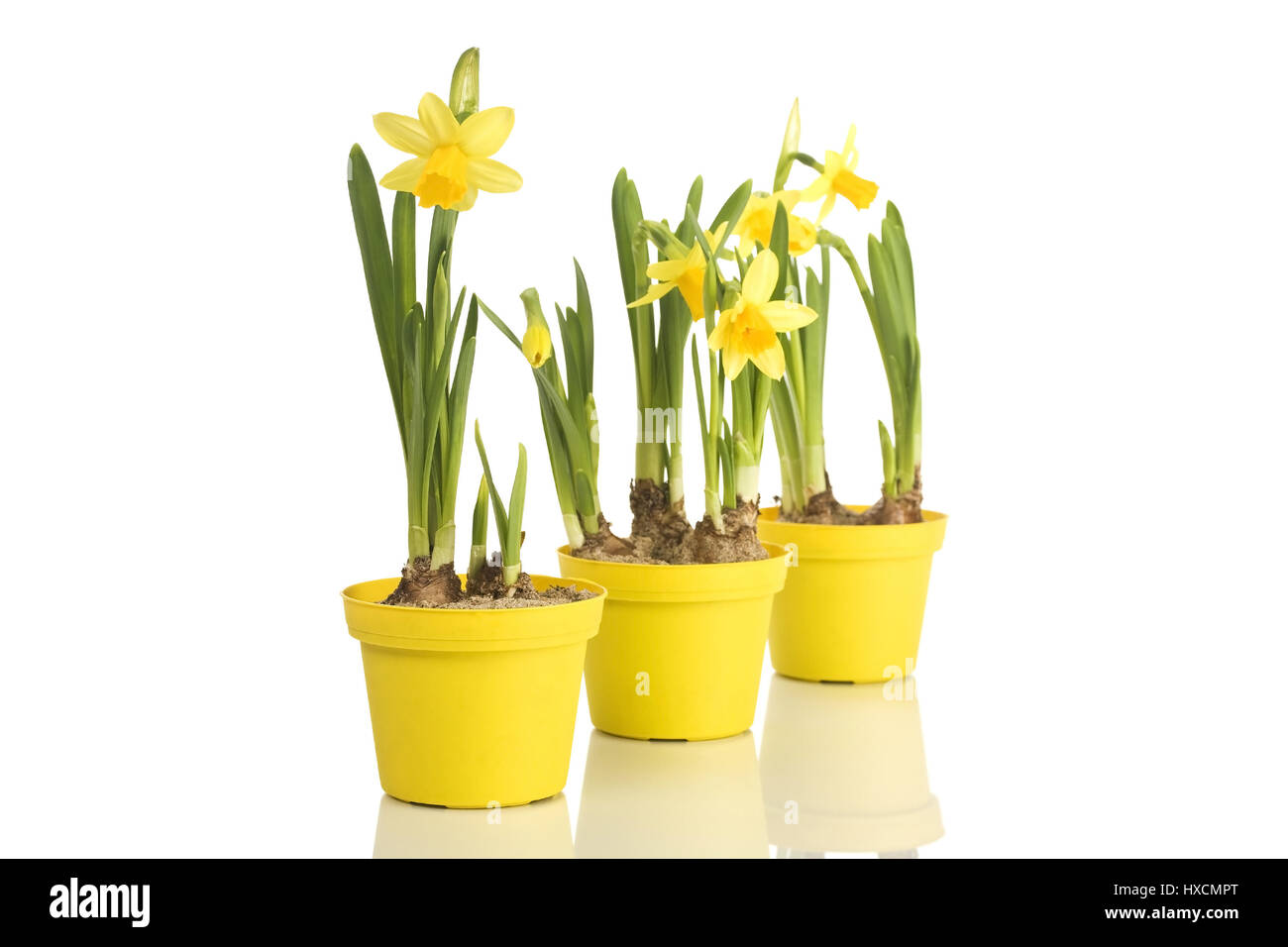 Narcissi in flowerpots, Daffodils in flower pot |, Narzissen in Blumentöpfen |Daffodils in flower pots| Stock Photo