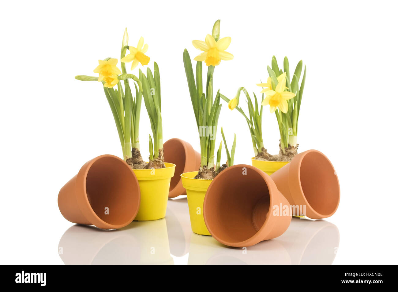 Narcissi with flowerpots, Daffodils with of flower pot |, Narzissen mit Blumentöpfen |Daffodils with flower pots| Stock Photo