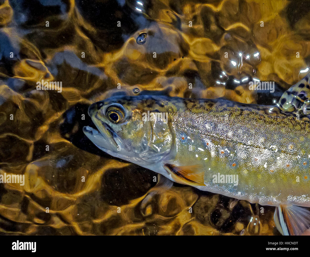 A colorful brook trout (Salvelinus fontinalis) in shallow water. Stock Photo