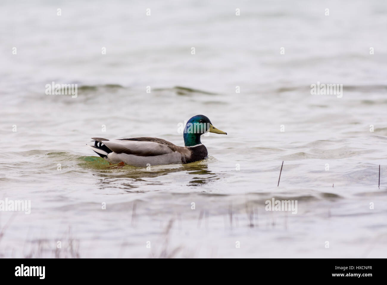 A male (drake) Mallard Duck (Anas platyrhynchos) swimming. Stock Photo