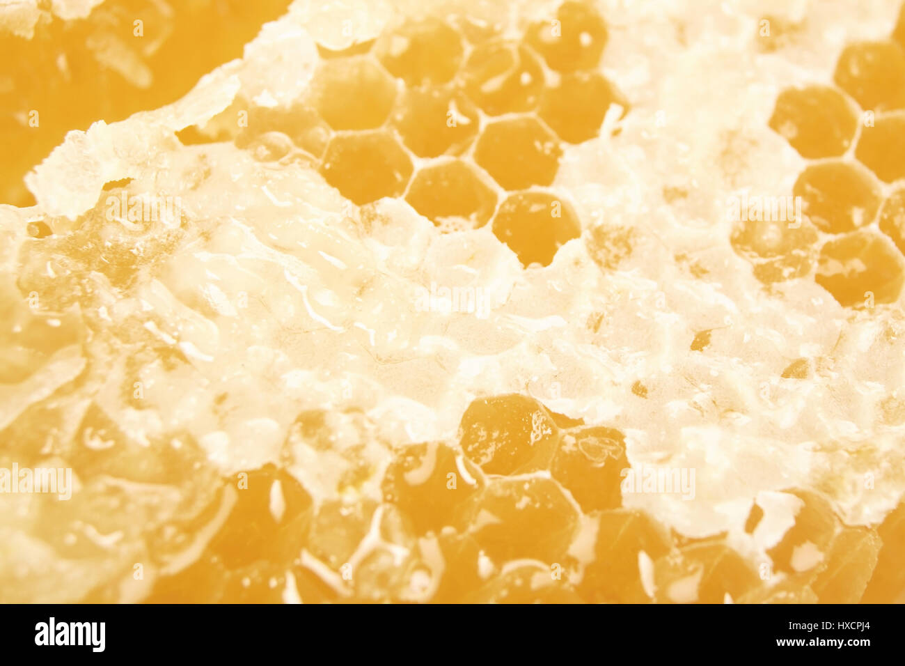 Close-up of a honeycomb, Close-up of a honeycomb |, Nahaufnahme einer Honigwabe |Close-up of a honeycomb| Stock Photo