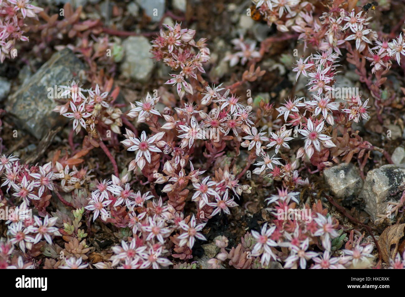 Closeup of clusters tiny pink bloom sedum hispanicum or stonecrop flowers, Sofia, Bulgaria Stock Photo