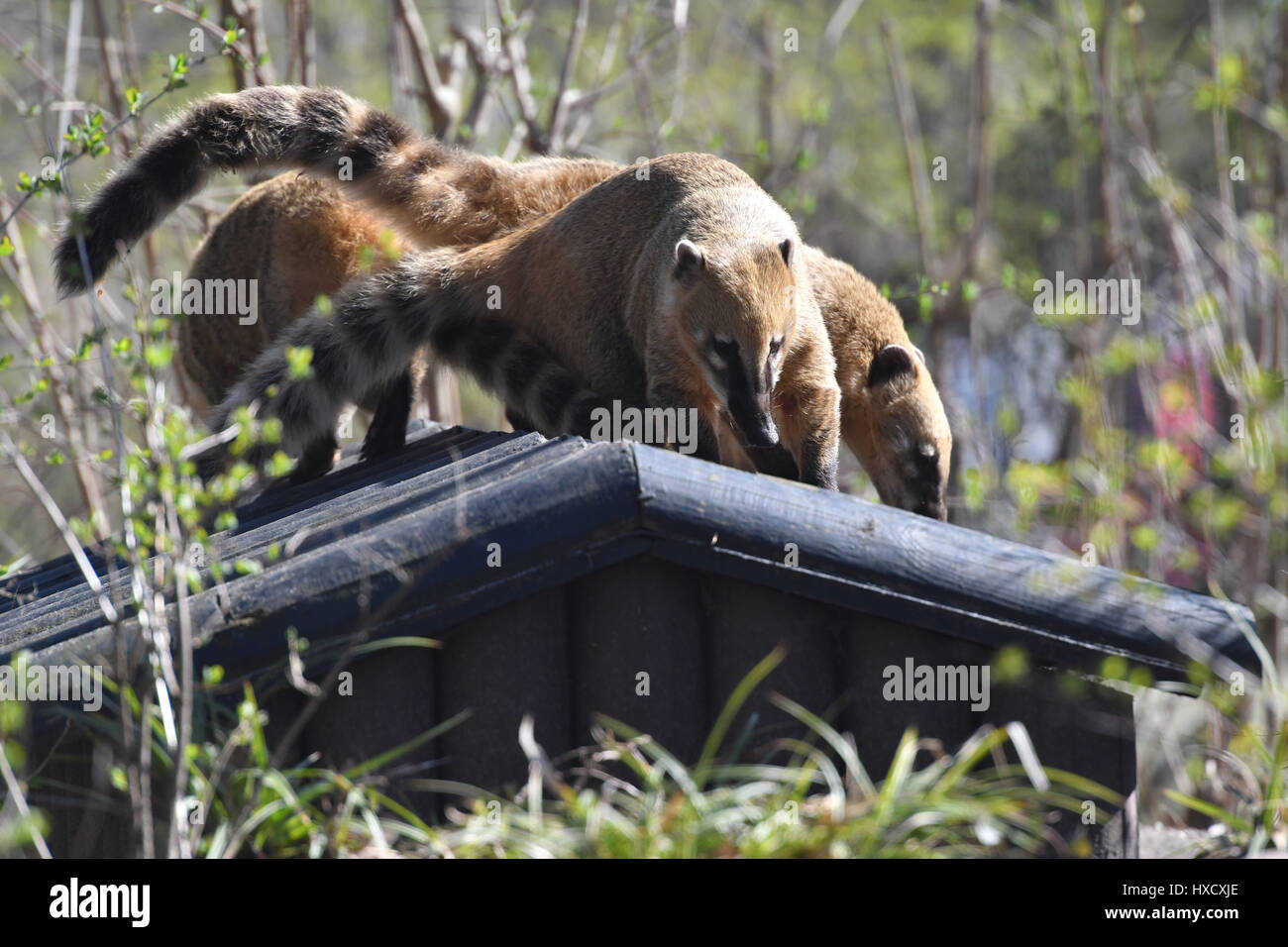 Berlin, Germany. 26th Mar, 2017. Coatis sniff around on the roof of a building in their cage at the zoo in Berlin, Germany, 26 March 2017. Photo: Paul Zinken/dpa/Alamy Live News Stock Photo