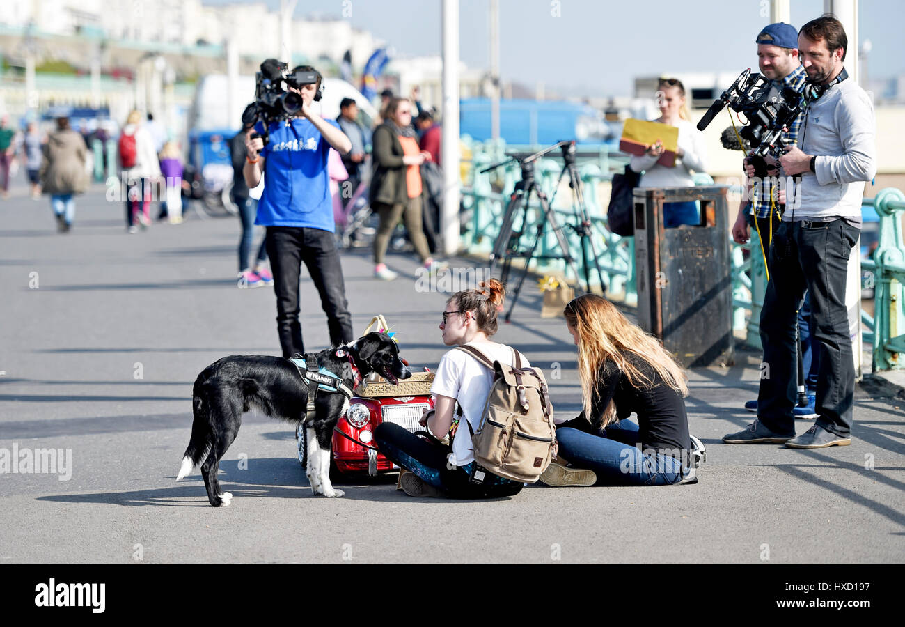 Brighton, UK. 27th Mar, 2017. Loki the dog drives his car along Brighton seafront this afternoon on another beautiful sunny day in the UK . Loki was being filmed for an ITV show to be aired later this summer Credit: Simon Dack/Alamy Live News Stock Photo