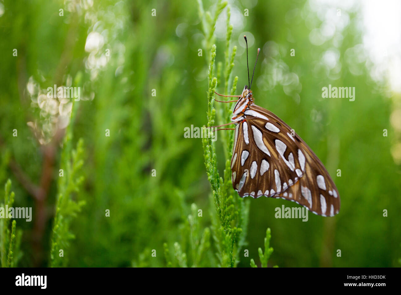 Py Butterfly Orange black white heliconiinae butterfly hi-res stock photography and ...