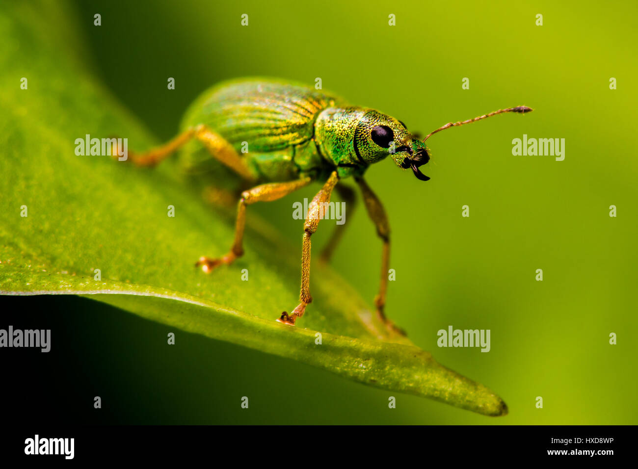 Phyllobius Weevils. high quality macro Stock Photo