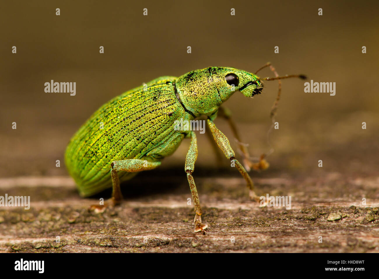 Nice macro of phyllobius weevils Stock Photo