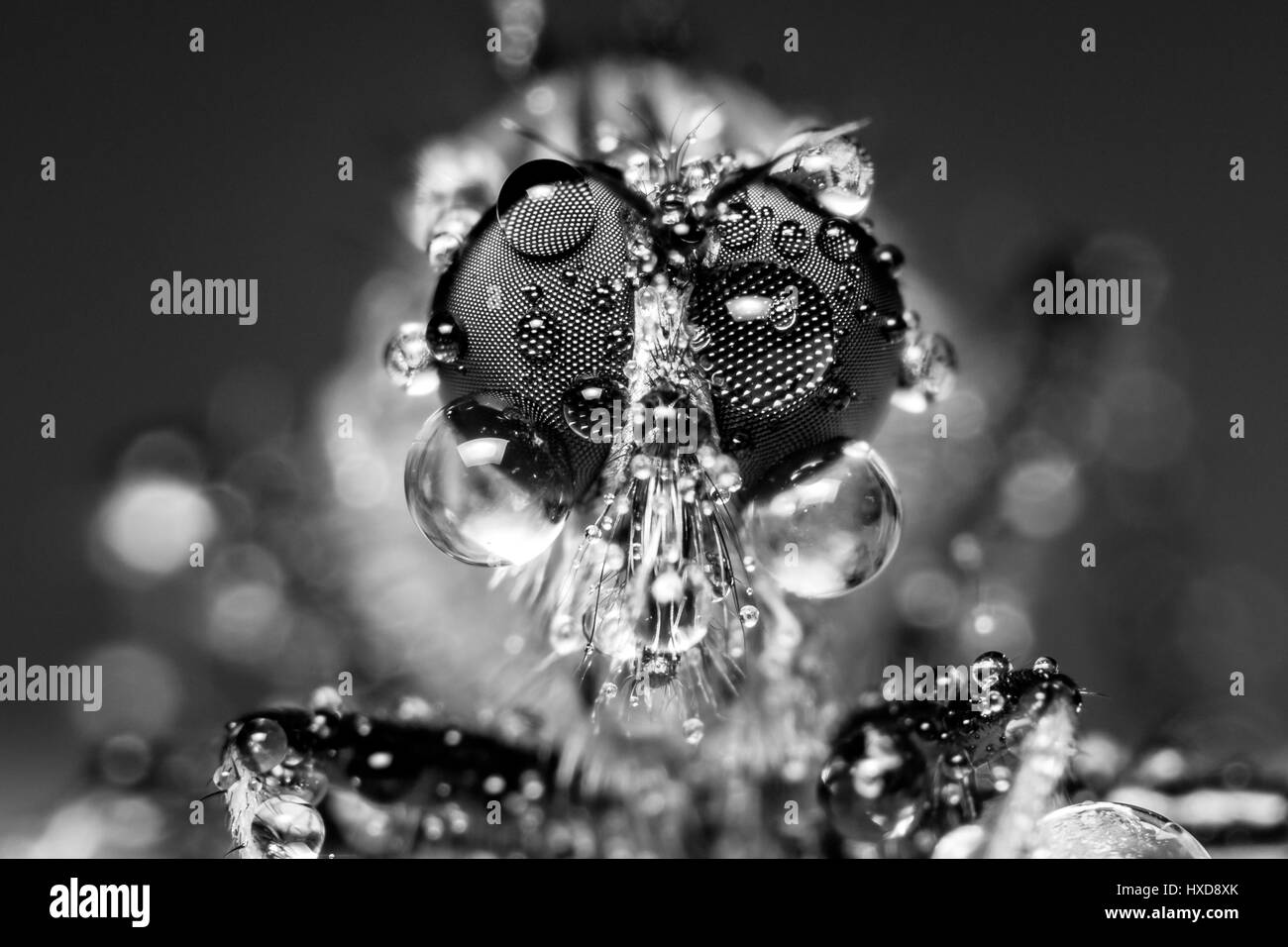 Extreme robber fly macro covered in a morning dew Stock Photo