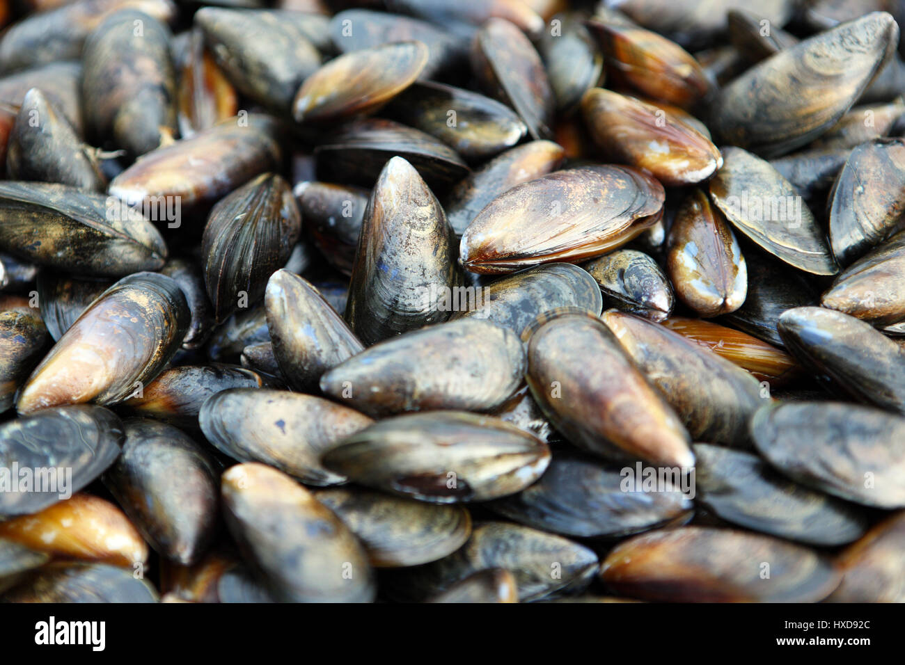 Mussels washed and cleaned ready for cooking Stock Photo