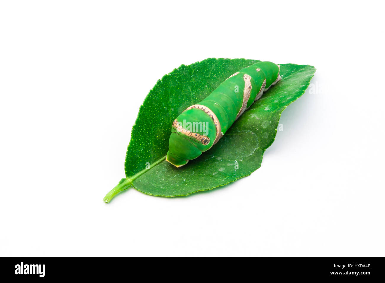 Closeup to Cute Daphnis Nerii/ Oleander Hawk-Moth on White Background Stock Photo