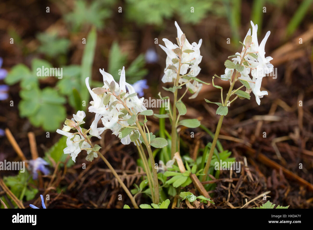 Pure white flowers of the early spring flowering dwarf bulb, Corydalis solida 'White Knight' Stock Photo