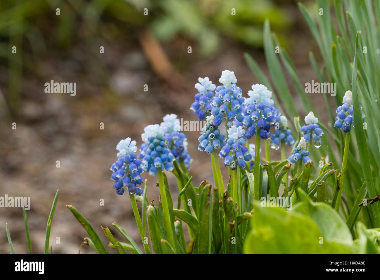 White buds open to blue flowers to give a two toned effect in the grape hyacinth, Muscari aucheri 'Mount Hood' Stock Photo