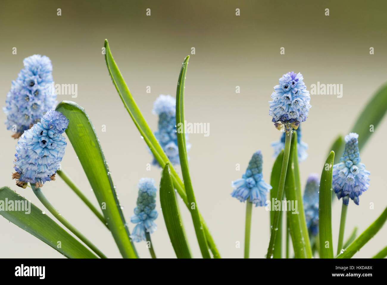 Pale blue flowers of the hardy spring bulb, Muscari azureum, one of the