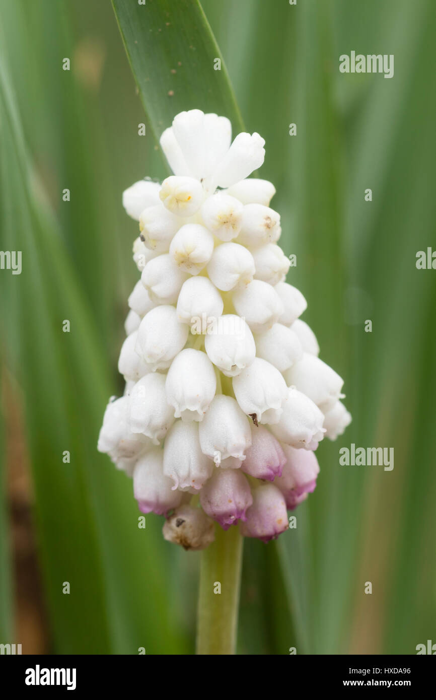 Single flower of the hardy, white, early spring flowering grape hyacinth, Muscari botryoides 'Album' Stock Photo