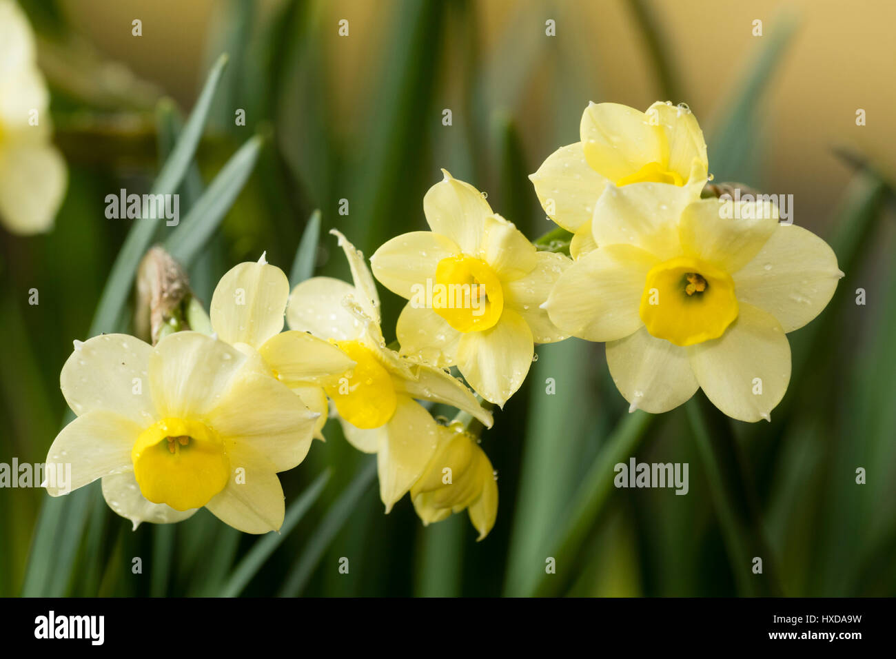 Delicate flowers of the small, spring flowering, multi headed daffodil