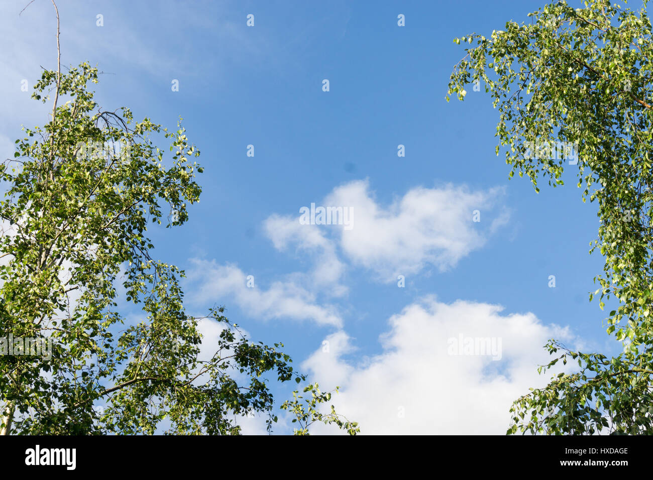 Tree tops against a blue sky with white clouds Stock Photo - Alamy