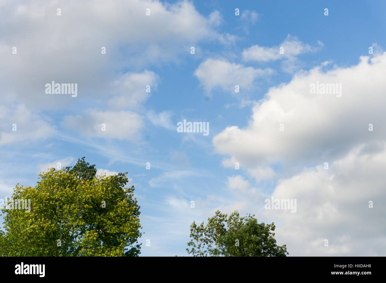 Tree tops against a blue sky with white clouds Stock Photo - Alamy
