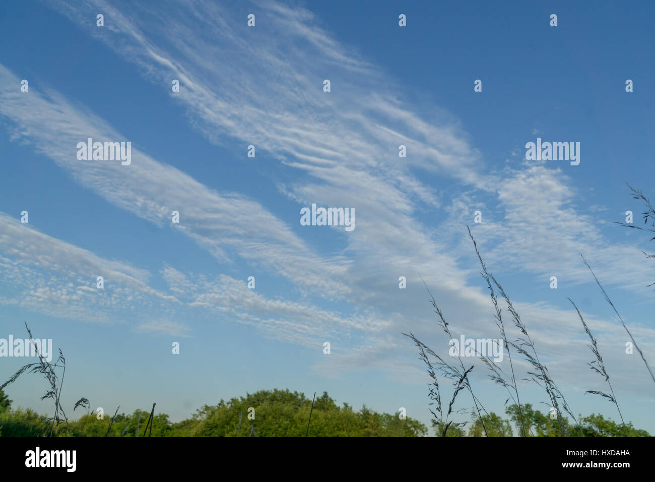 Tree tops against a blue sky with white clouds Stock Photo - Alamy