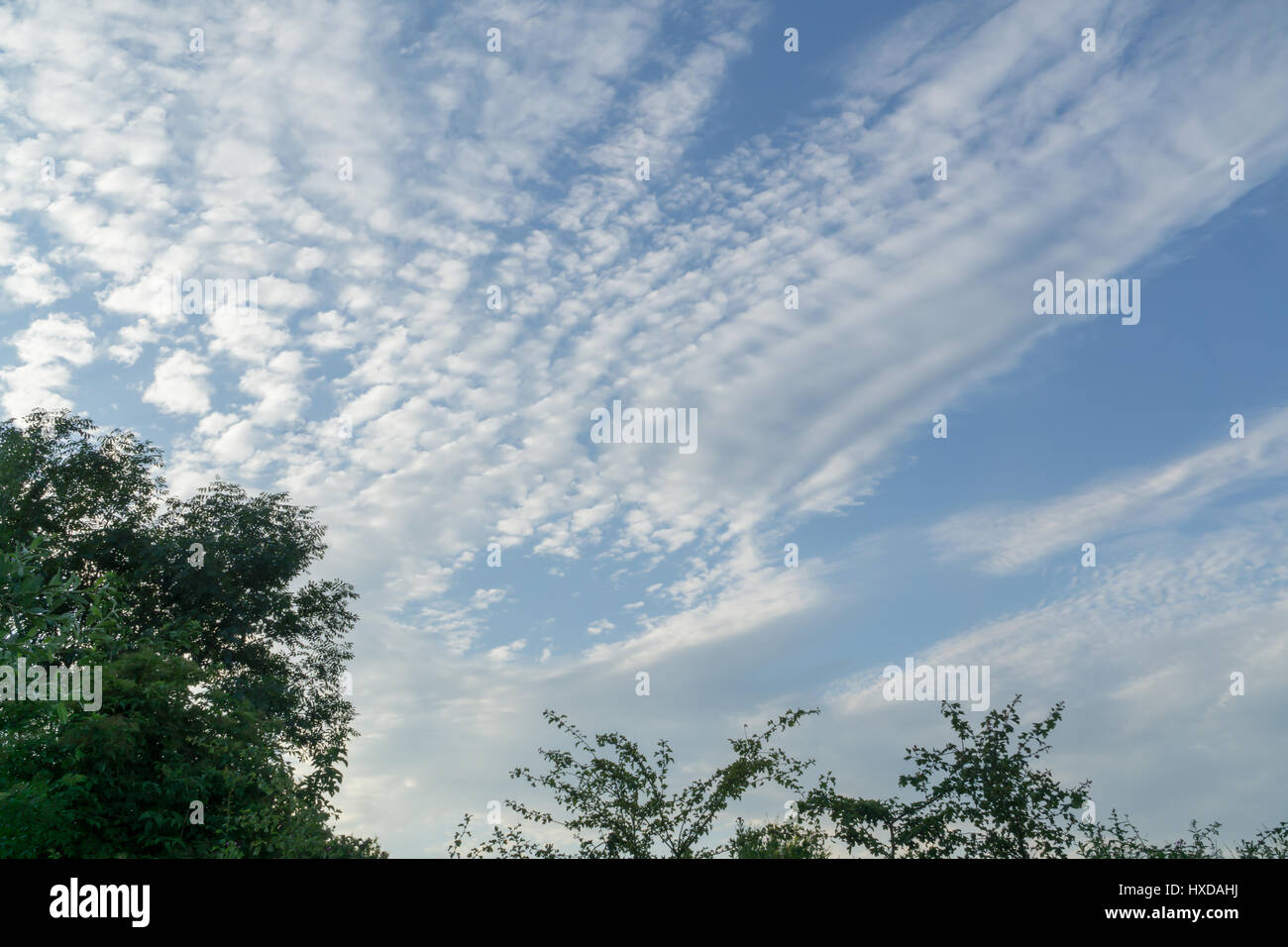 Tree tops against a blue sky with white clouds Stock Photo - Alamy