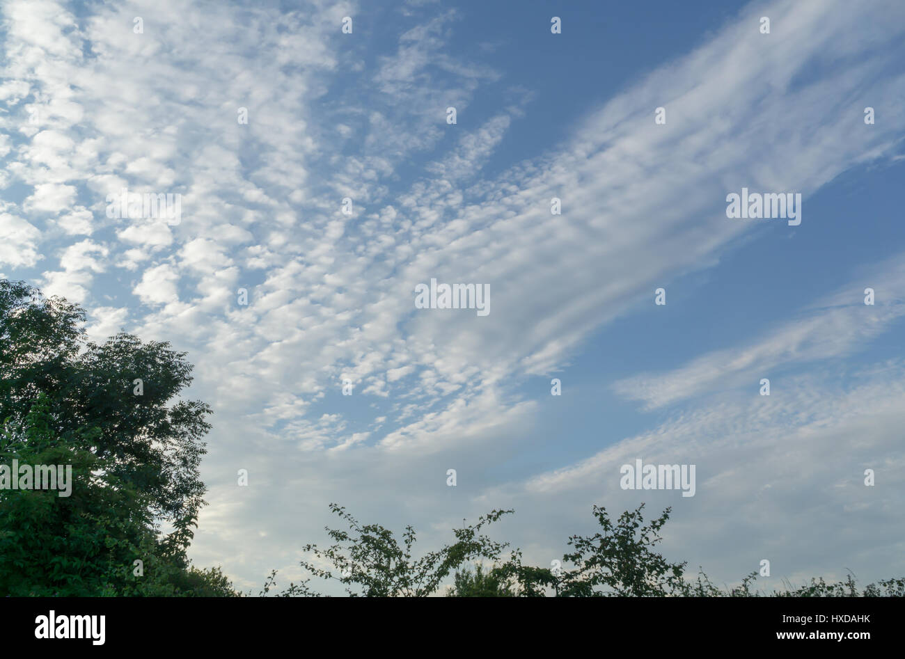 Tree tops against a blue sky with white clouds Stock Photo - Alamy