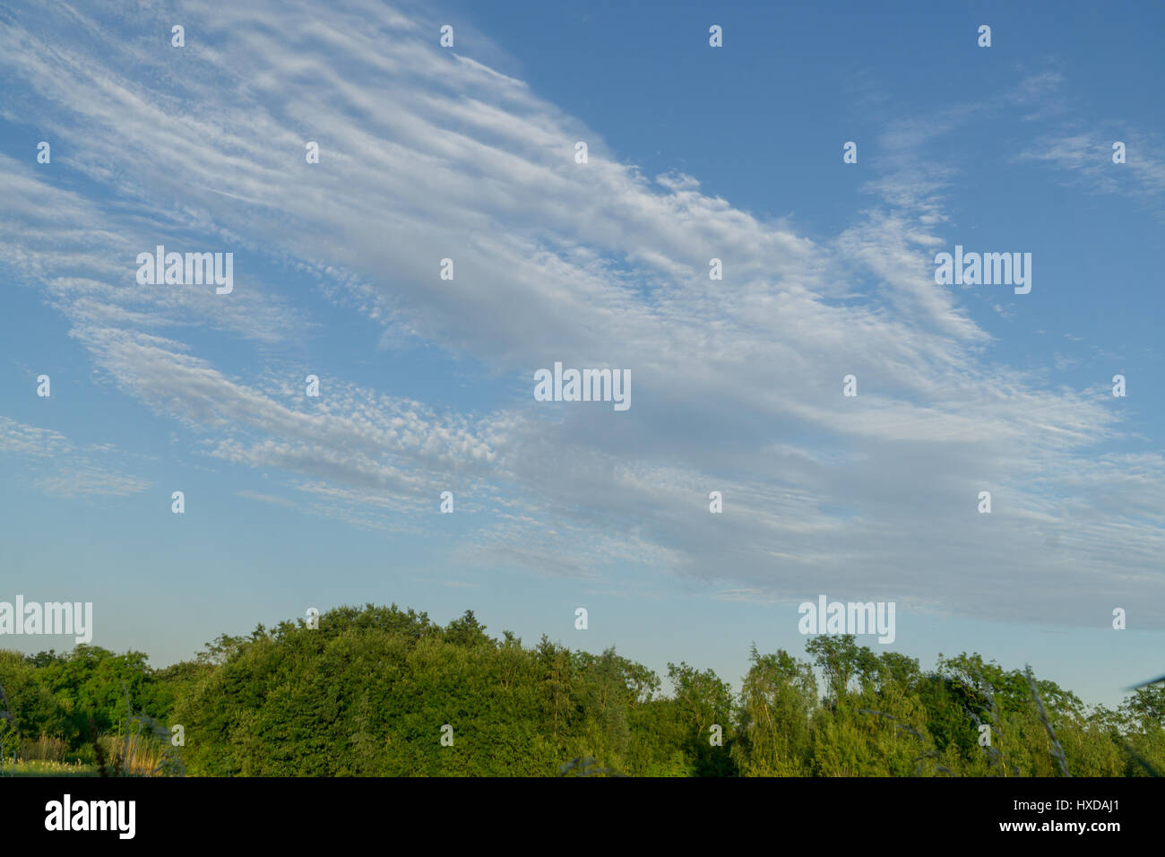 Tree tops against a blue sky with white clouds Stock Photo - Alamy