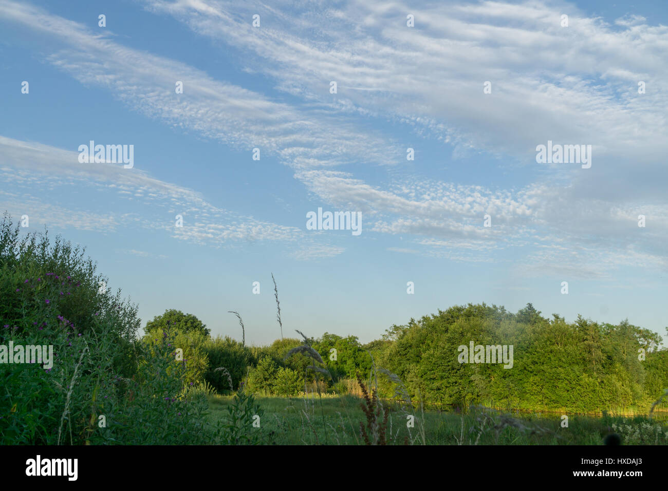 Tree tops against a blue sky with white clouds Stock Photo - Alamy