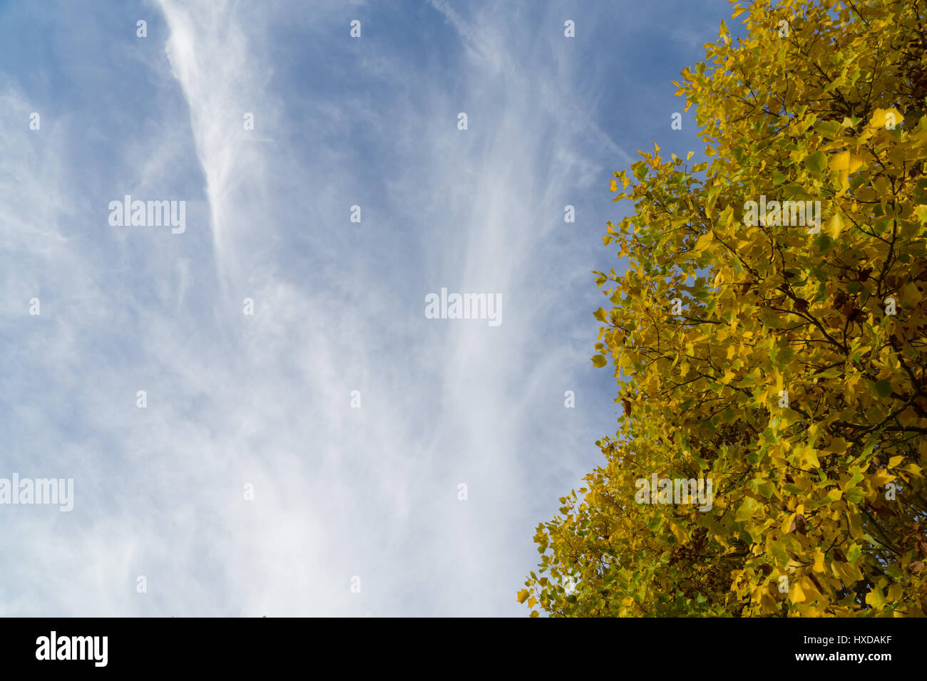 Tree tops against a blue sky with white clouds Stock Photo - Alamy