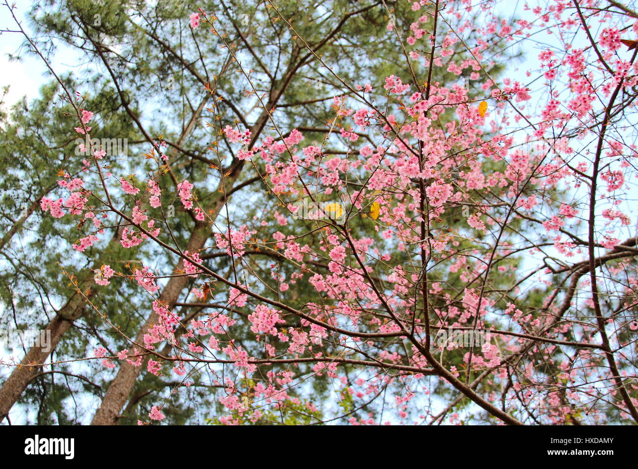 Wild Himalayan Cherry Flower in Chiang Mai, Thailand Stock Photo