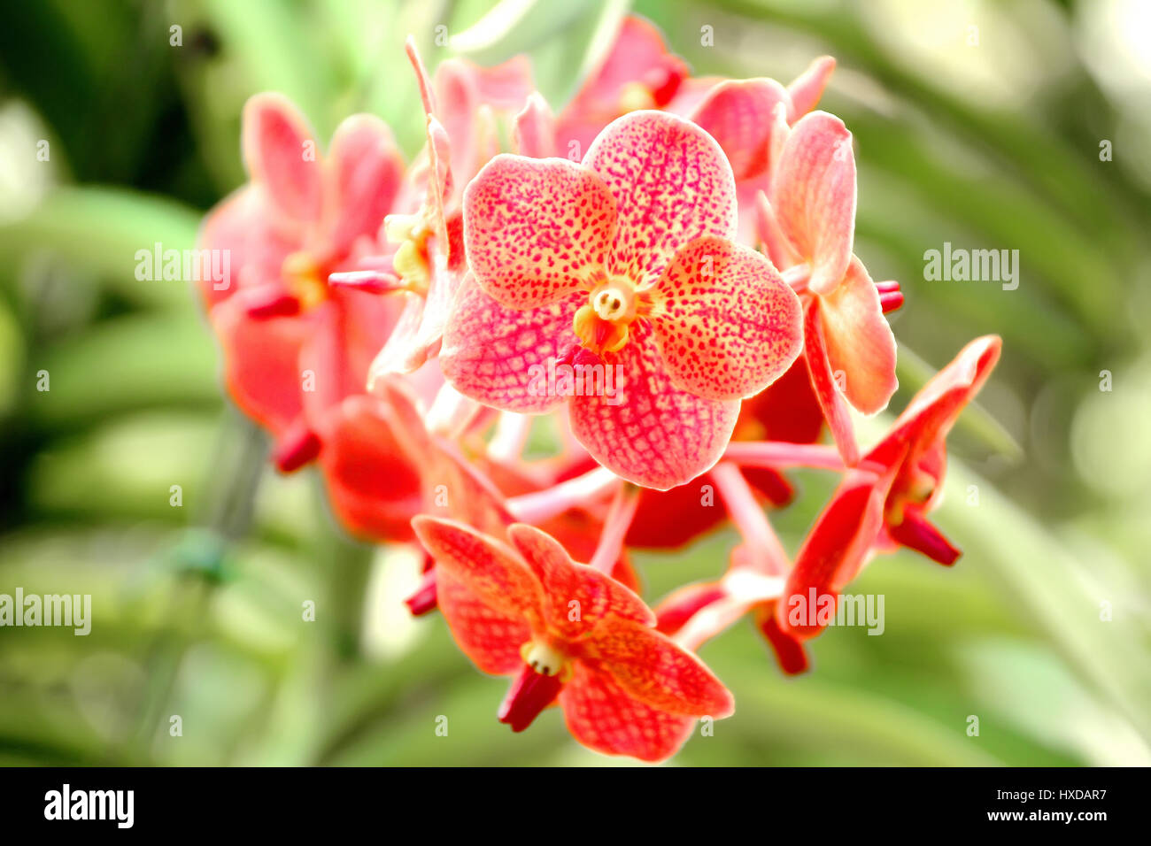 Thai Orange Orchid in Botanic Garden Chiang Mai, Thailand Stock Photo