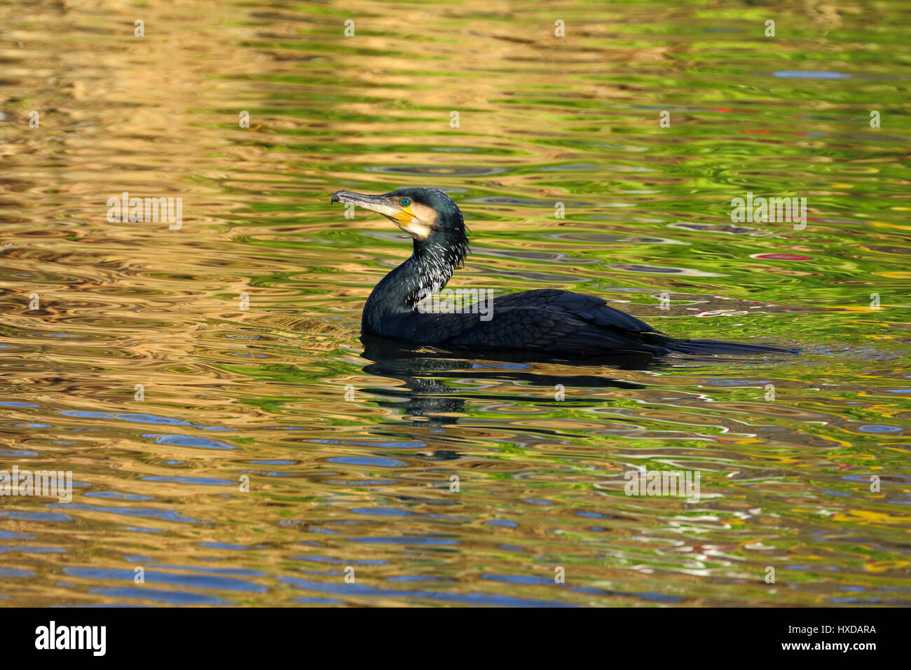 Great Cormorant Phalacrocorax carbo on the river Stort fishing for