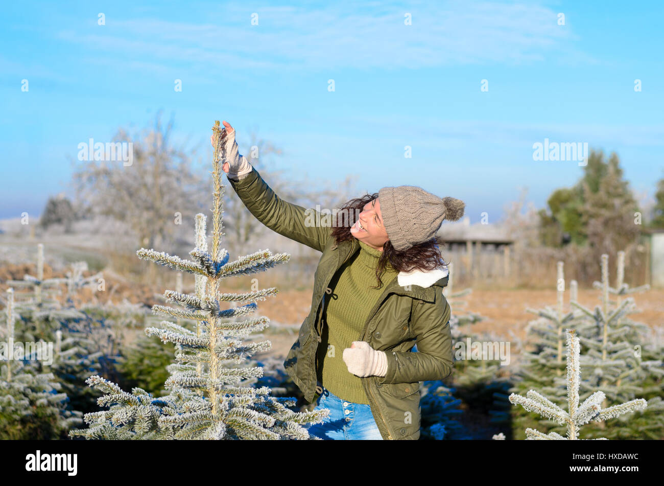 Happy young woman selecting her tree for Christmas measuring up a pine sapling coated in sparkling white hoar frost outdoors on a cold sunny winter mo Stock Photo