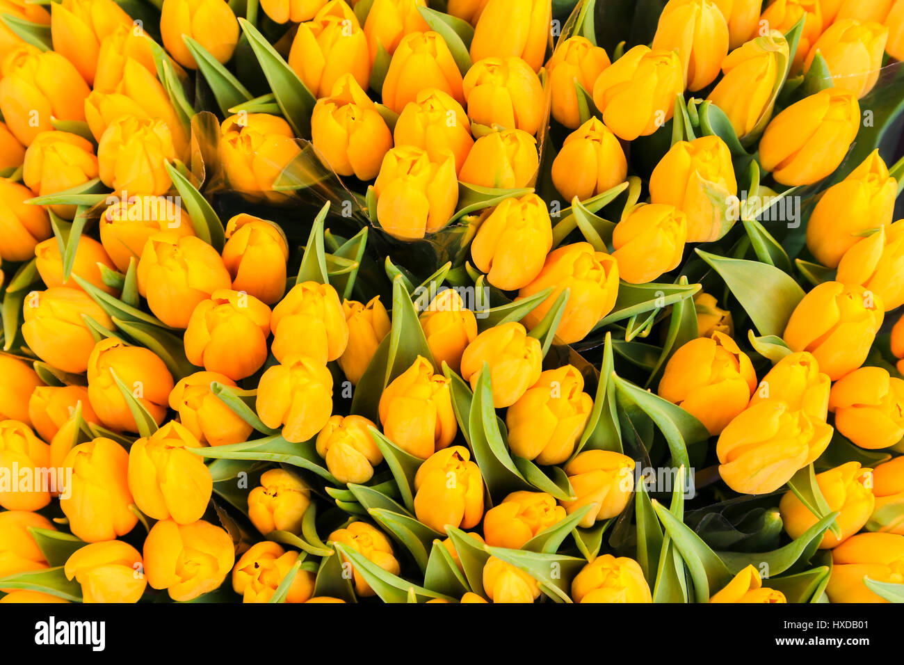 Bunch of yellow tulips at a market stall Stock Photo - Alamy