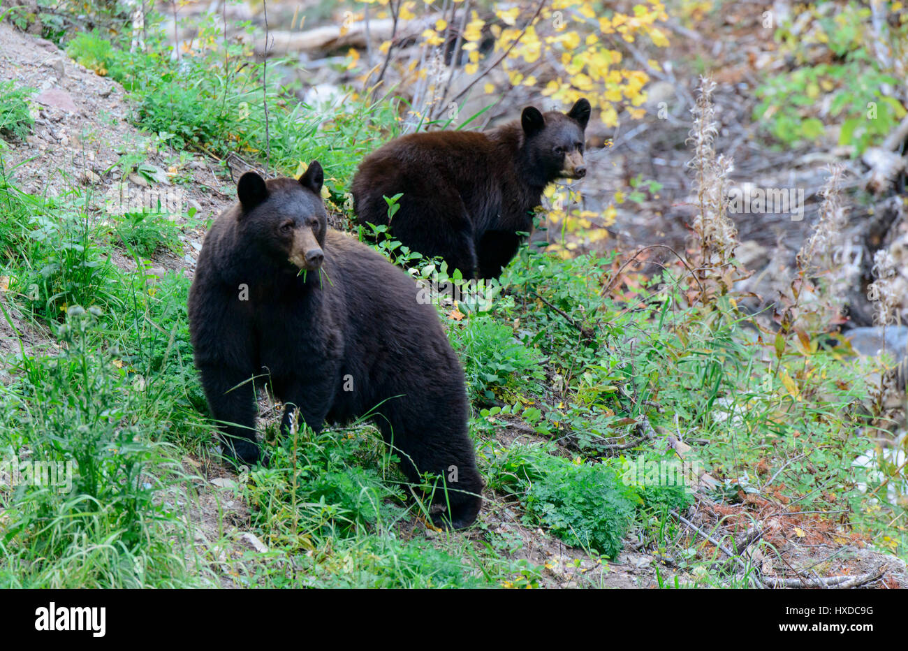 A black bear sow (Ursus americanus) and her cub in Autumn, North America Stock Photo